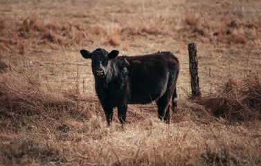 black cow in the field