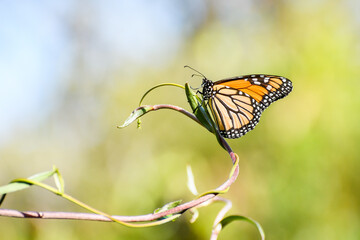 Monarch butterfly (Danaus plexippus) a migratory butterfly with orange wings, the insect sits with folded wings on a thin branch.