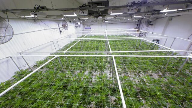 Looking Over Grow Room of Baby Marijuana Plants