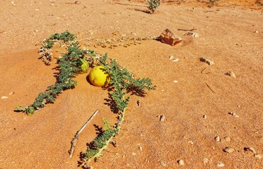 Citrullus colocynthis on the red sand in the desert of Algeria.
