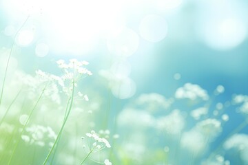 Obraz premium Spring background. Field of flowers. 