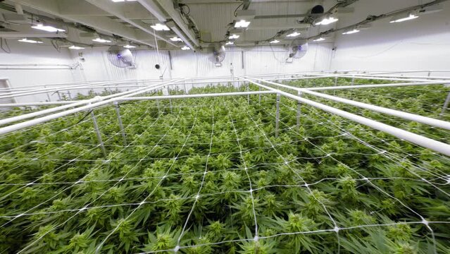 Marijuana Cannabis Hemp Plants Growing at Indoor Facility