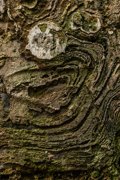 piedras con textura org&aacute;nica, perforada en la piedra por el paso del tiempo, forma espiral 