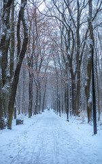 Droga w parku zimą