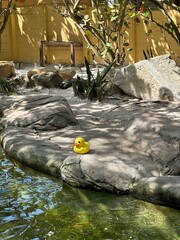 Toy rubber little yellow duck on the river bank on a sunny day