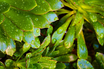 rain drops on a green leaf