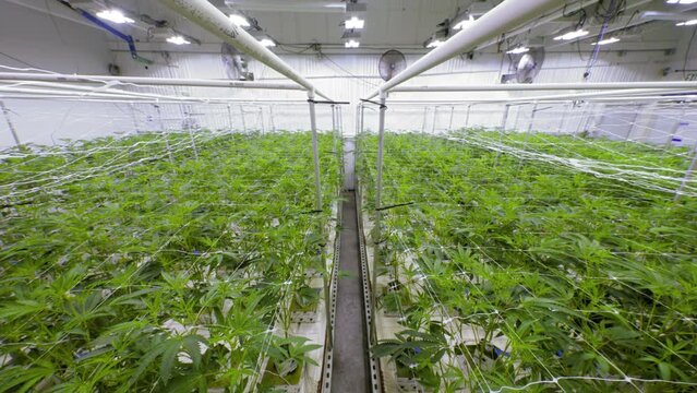 Small Cannabis Plants Growing at Indoor Farm