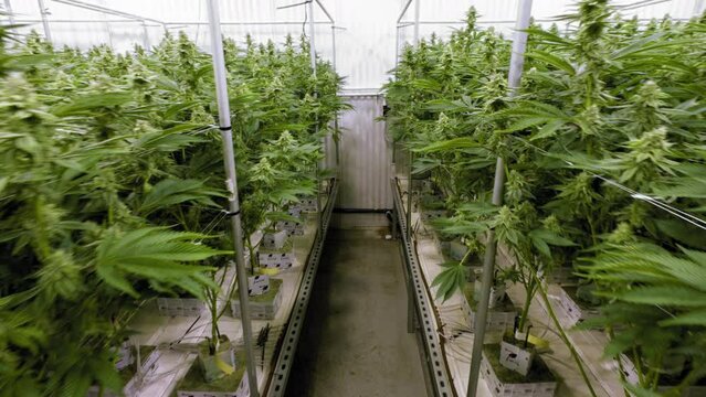 Rows of Marijuana Plants at Indoor Grow Operation