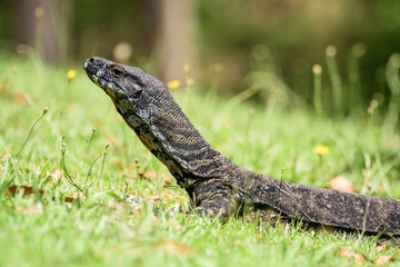 Lace monitor (Varanus varius) australian large lizard lies on the grass, animal in the natural environment on a summer sunny day.