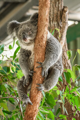 Australian koala (Phascolarctos cinereus) is a species of mammal, an arboreal herbivore. The animal sits on a tree and rests between green eucalyptus leaves.