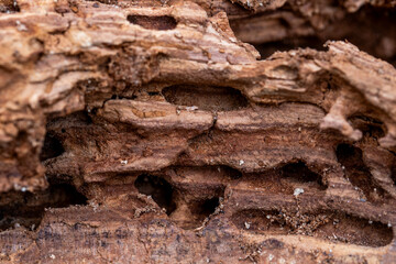 Tree Trunk Eaten By Insects. Natural old tree texture.