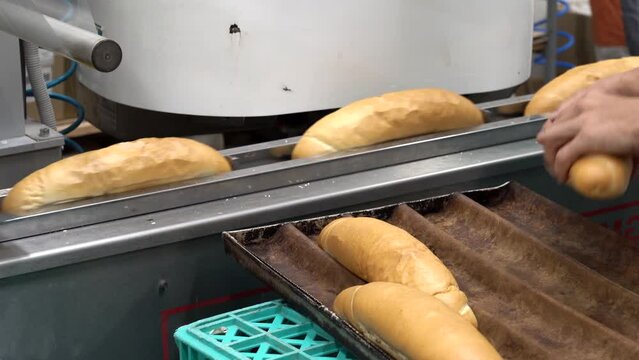 Fresh Bread Moving Along Industrial Bakery Production Line. Bakery Worker Works on  Bread Packaging Line.  Bakery Equipment.