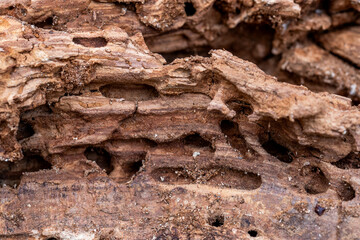 Tree Trunk Eaten By Insects. Natural old tree texture.