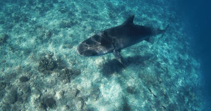 Tiger Shark swims in transparent blue ocean. Tiger sharks watching in Maldives.