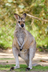 Eastern gray kangaroo (Macropus giganteus) Australian animals graze on green grass in natural habitat. The mammal stands on two legs.