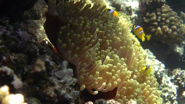Red Sea anemonefishes and sea anemone