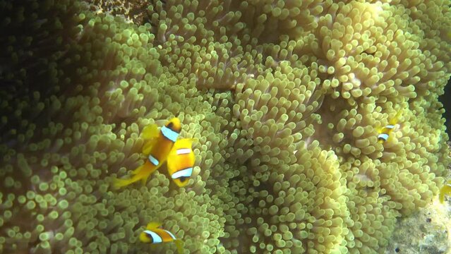 Red Sea anemonefishes and sea anemone