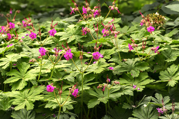 Geranium macrorrhizum, an undemanding, ornamental plant. Popular flowers for parks and gardens