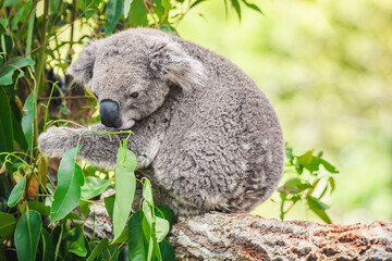 Australian koala (Phascolarctos cinereus) is a species of mammal, an arboreal herbivore. The animal sits on a tree and eats green eucalyptus leaves.