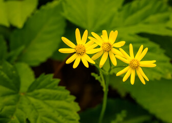 Packera obovata, roundleaf ragwort, spoon-leaved ragwort, groundsel, squaw-weed. Wildflowers