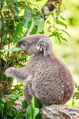 Australian koala (Phascolarctos cinereus) is a species of mammal, an arboreal herbivore. The animal sits on a tree and eats green eucalyptus leaves.