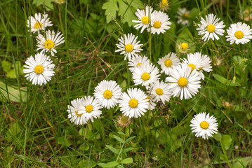 A small, annual daisy, often little-hairy, with a few small leaves, and small flower heads
