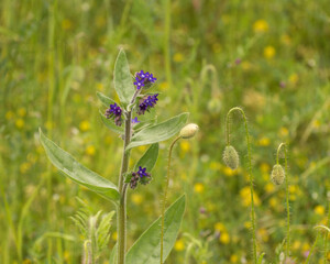 Anchusa officinalis, the common bugloss or alkanet, nectar for pollinators