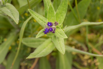 Anchusa officinalis, the common bugloss or alkanet