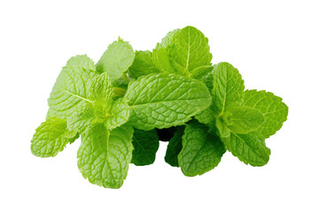Fresh green mint leaves. Mint leaves close-up, cut out - stock png.