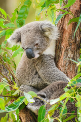 Australian koala (Phascolarctos cinereus) is a species of mammal, an arboreal herbivore. The animal sits on a tree and rests between green eucalyptus leaves. © Castigatio