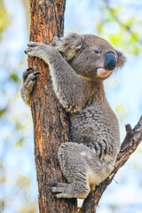 Australian koala (Phascolarctos cinereus) is a species of mammal, an arboreal herbivore. The animal sits on a tree among branches and green leaves.