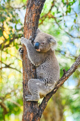 Australian koala (Phascolarctos cinereus) is a species of mammal, an arboreal herbivore. The animal sits on a tree among branches and green leaves.