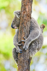 Australian koala (Phascolarctos cinereus) is a species of mammal, an arboreal herbivore. The animal sits on a tree among branches and green leaves.