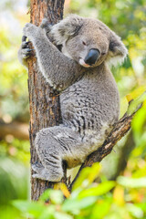 Australian koala (Phascolarctos cinereus) is a species of mammal, an arboreal herbivore. The animal sits on a tree among branches and green leaves.