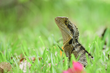Australian water dragon (Intellagama lesueurii) Australian lizard sits in the grass, animal in the natural environment on a summer sunny day.