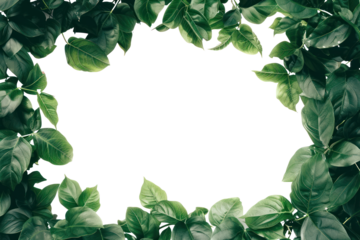 Beautiful green frame with leaves, cut out - stock png.