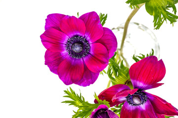  Vivid pink anemone flowers with white background.

