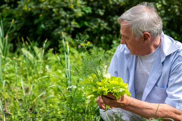 Man picking lettuce and dill, suggesting eco-friendly food sources and self-sufficiency. Seniors lifestyle in countryside, gardening in the retirement