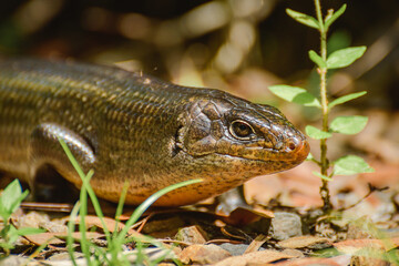 Land mullet (Egernia Major) is one of the largest members of the skink family, the lizard in the wild sitting among small vegetation in the forest.
