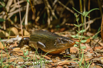 Land mullet (Egernia Major) is one of the largest members of the skink family, the lizard in the wild sitting among small vegetation in the forest.