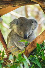 Australian koala (Phascolarctos cinereus) is a species of mammal, an arboreal herbivore. The animal sits on a tree and rests.