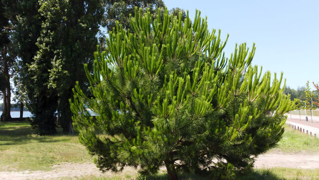 close up image of a beautiful pine tree