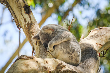Australian koala (Phascolarctos cinereus) is a species of mammal, an arboreal herbivore. The animal sits on a tree and rests.