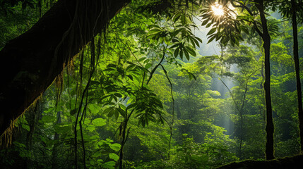 Sunlight Filtering Through Trees in the Jungle