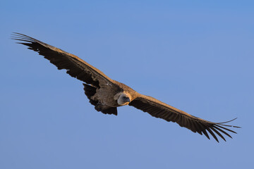 Buitre leonado en la Cabrera, en Madrid. 