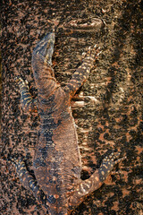 Lace monitor (Varanus varius) Australian large lizard sits on a tree trunk on the seashore, animal in the wild on a summer sunny day.