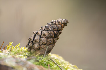 Pine cone on background