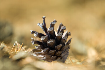 Pine cone on background