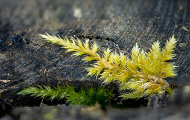 yellow moss on the ground