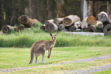 Eastern gray kangaroo (Macropus giganteus) Australian animals graze on green grass in natural habitat.